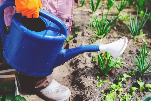 Why is My Garden Dying? 10 Mistakes and How to Fix Them 2 Garden Dying