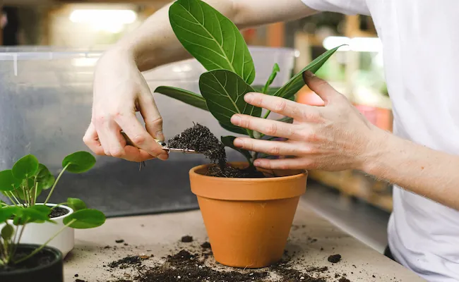 How to Get Rid of Gnats in Plant Soil: The Complete Guide 7 Proven Steps 2 Gnats in Plant Soil