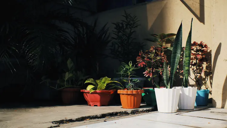 Best Indoor Plants for Every Home : Top 20 Picks for Every Corner of Your Home 6 best indoor plants for every home