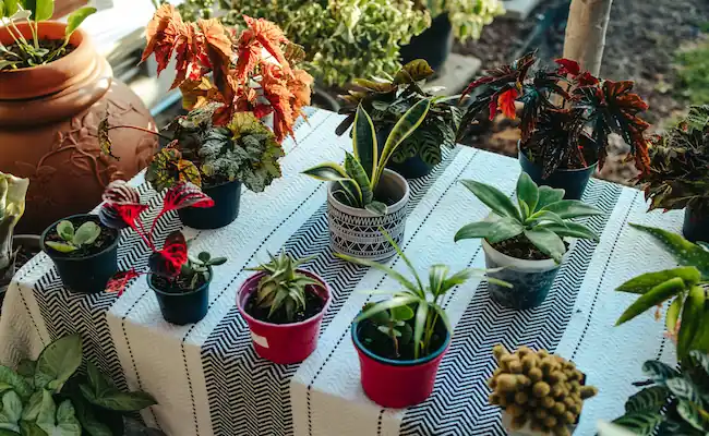 Best Indoor Plants for Every Home : Top 20 Picks for Every Corner of Your Home 2 best indoor plants for every home