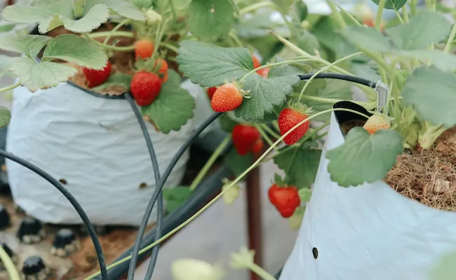 10 Best Vegetables to Grow in Pots or Containers 2 Vegetables to Grow in Pots