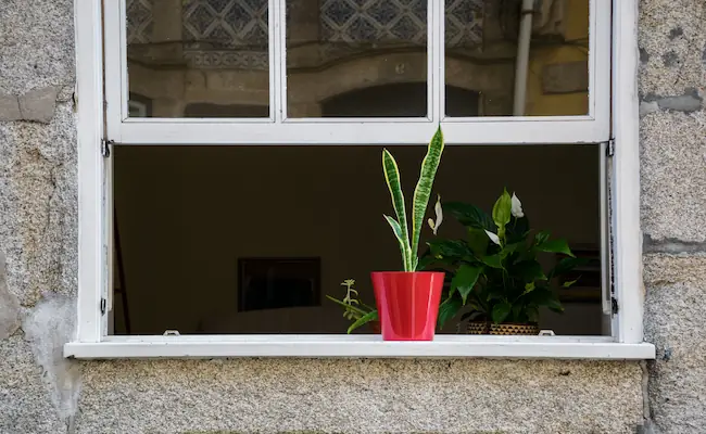 Snake Plant care