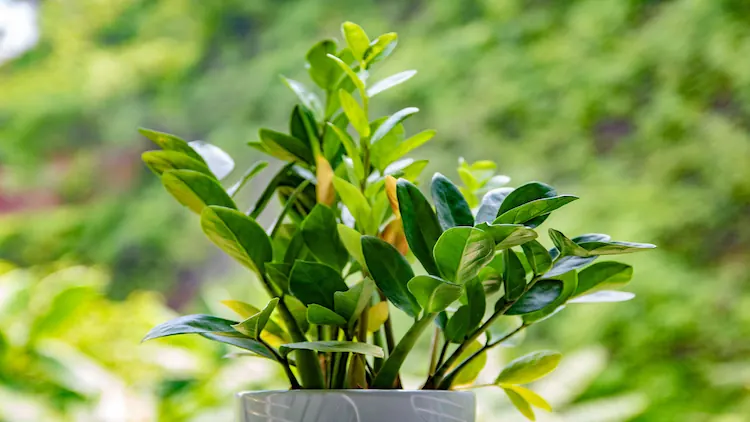 How Often to Water a ZZ Plant: And Why Most People Get It Wrong 7 How Often to Water a ZZ Plant