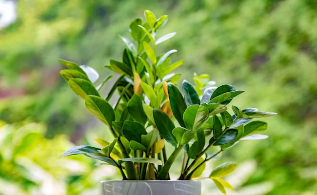 How Often to Water a ZZ Plant: And Why Most People Get It Wrong 1 How Often to Water a ZZ Plant