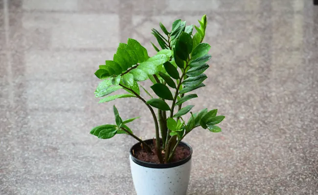 How Often to Water a ZZ Plant: And Why Most People Get It Wrong 2 ZZ Plant watering