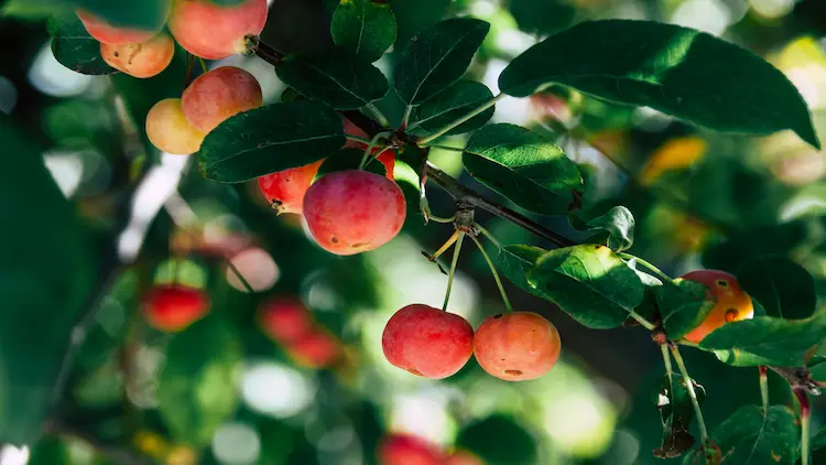 Are Crab Apples Safe to Eat