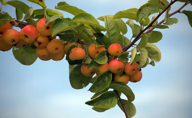 Are Crab Apples Safe to Eat? A Complete Guide to Identification, Safety and Uses 2 Are Crab Apples Safe to Eat