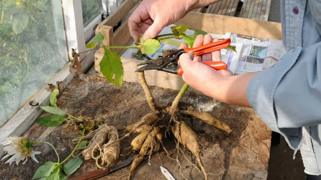 how to store dahlia tubers for winter