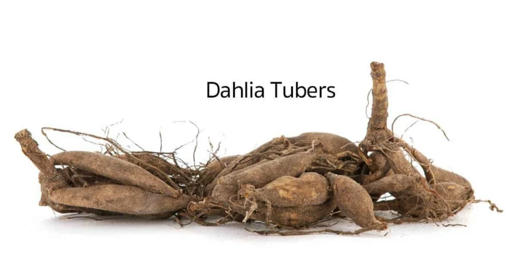 How to Store Dahlia Tubers for Winter: My Zone 5/6 Backyard Method 2 how to store dahlia tubers for winter