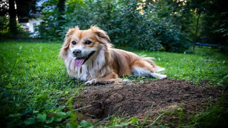 how to compost dog poop safely for ornamental lawn
