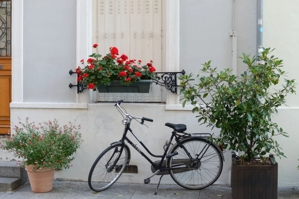 overwinter geraniums