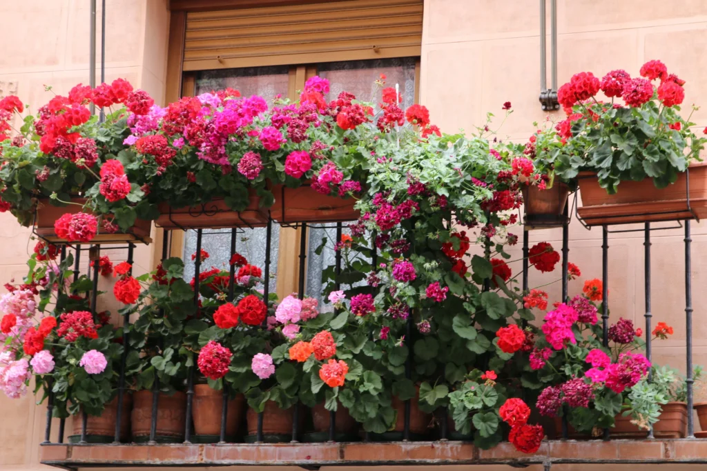 How to Overwinter Geraniums and Get Bigger Blooms Next Year 2 overwinter geraniums