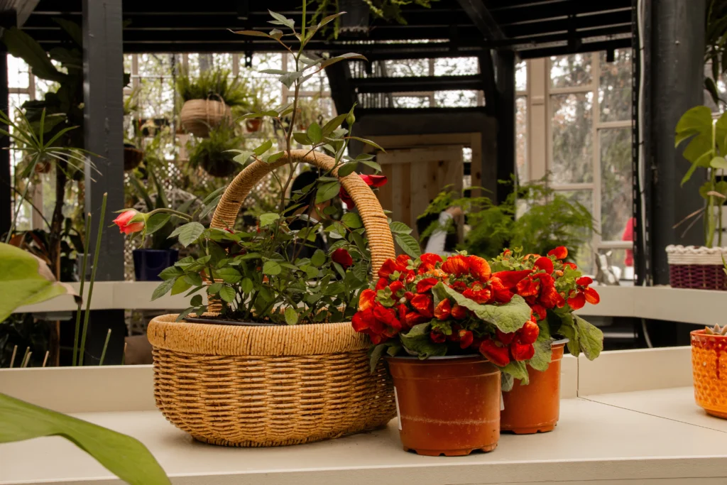  when to bring houseplants indoors for fall