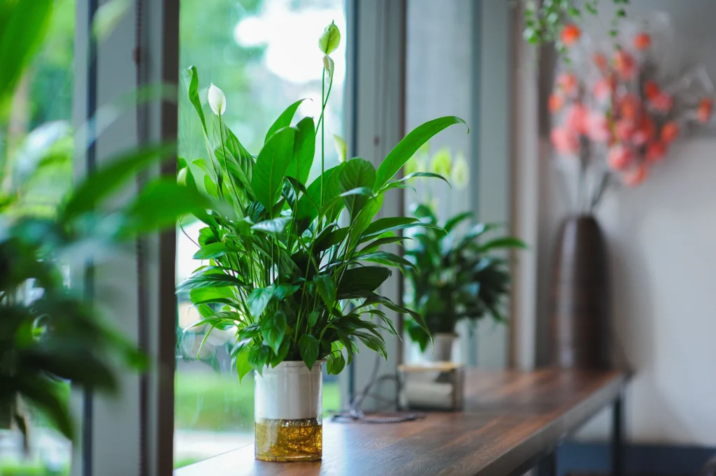  when to bring houseplants indoors for fall