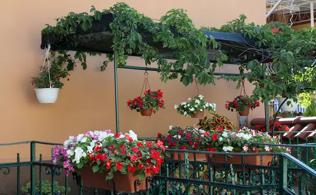7 Best Indoor Hanging Plants: That Will Instantly Brighten Your Home 2 Best Indoor Hanging Plants