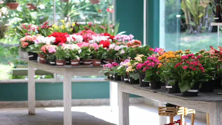 Pet Friendly Indoor Plants