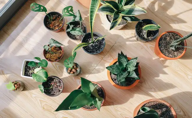15 Pet Friendly Indoor Plants: That Are Actually Safe For Your Cats And Dogs 2 Pet Friendly Indoor Plants