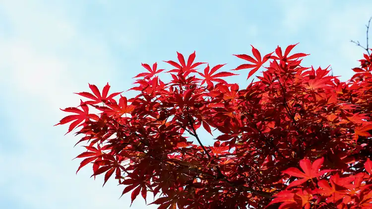 Japanese Maple Dying