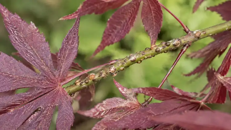 Japanese Maple Scale
