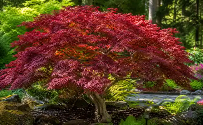 Japanese Maple Scale: How to Spot It, and Save Your Tree 2 Japanese Maple Scale