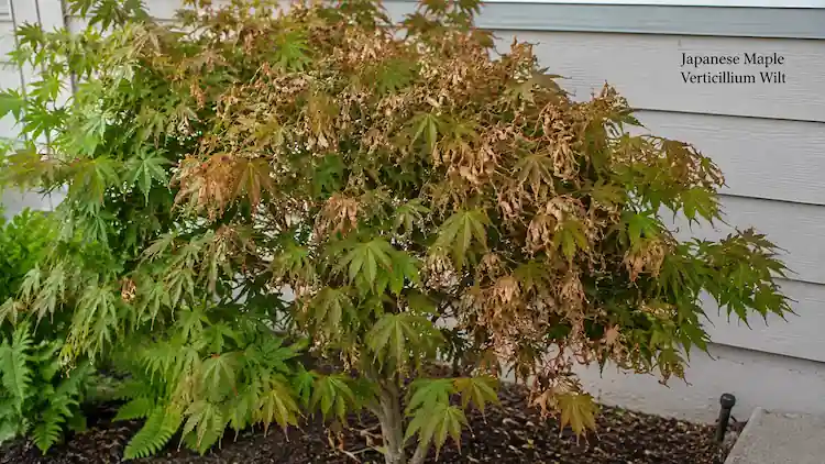 how to treat Japanese maple verticillium wilt