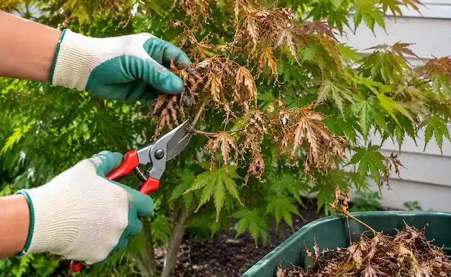 Japanese Maple Verticillium Wilt Treatment: A Backyard Survival Guide 2 how to treat Japanese maple verticillium wilt