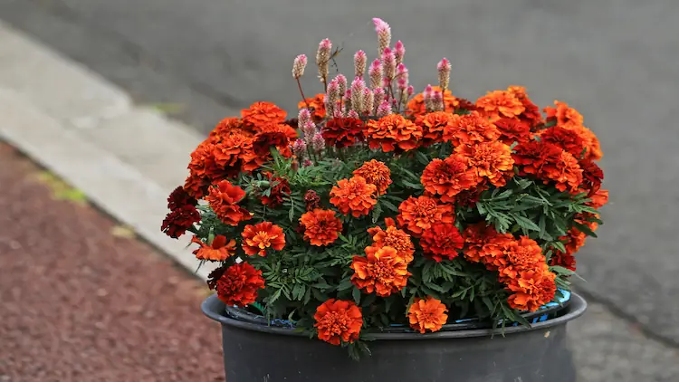 Why Are My Marigolds Dying and Turning Yellow