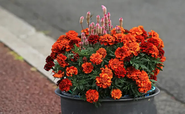 Why Are My Marigolds Dying and Turning Yellow? A Backyard Diagnosis Guide 1 Why Are My Marigolds Dying and Turning Yellow