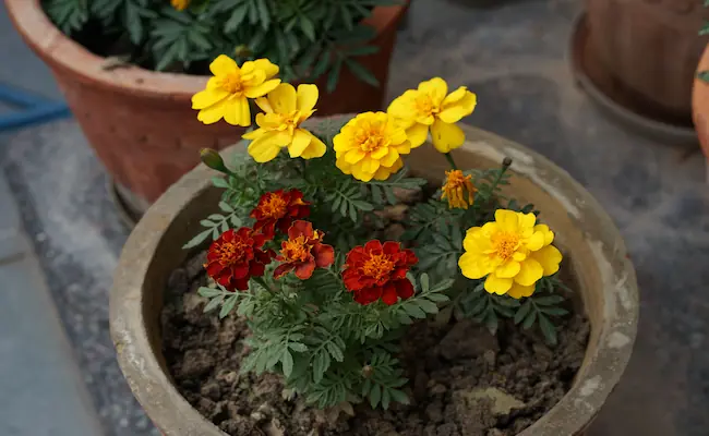 Why Are My Marigolds Dying and Turning Yellow? A Backyard Diagnosis Guide 2 Marigolds Dying