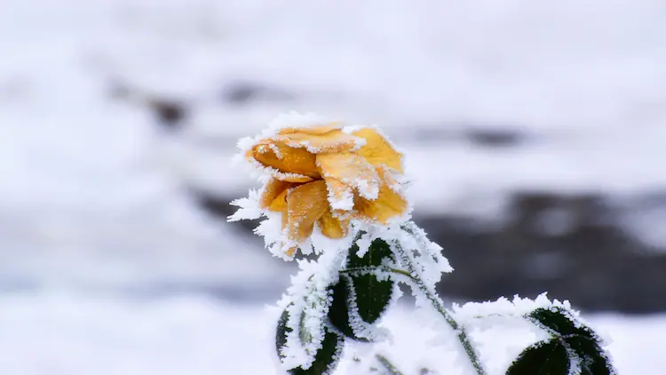 how to protect marigolds from frost