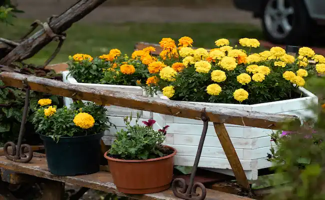 how to protect marigolds from frost
