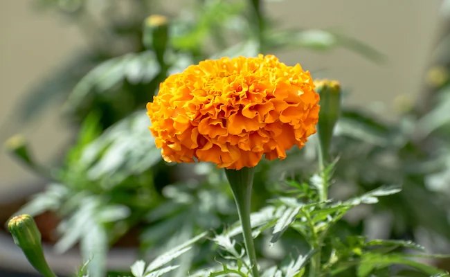 Marigold Leaves Going Yellow? Here's What's Really Happening in Your Yard 1 why are my marigold leaves turning yellow