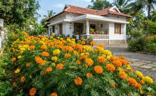 Marigold Leaves Going Yellow? Here's What's Really Happening in Your Yard 2 why are my marigold leaves turning yellow