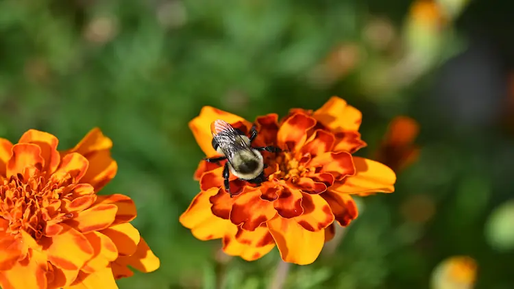 marigold pests and diseases treatment