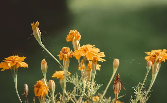 marigold pests and diseases treatment