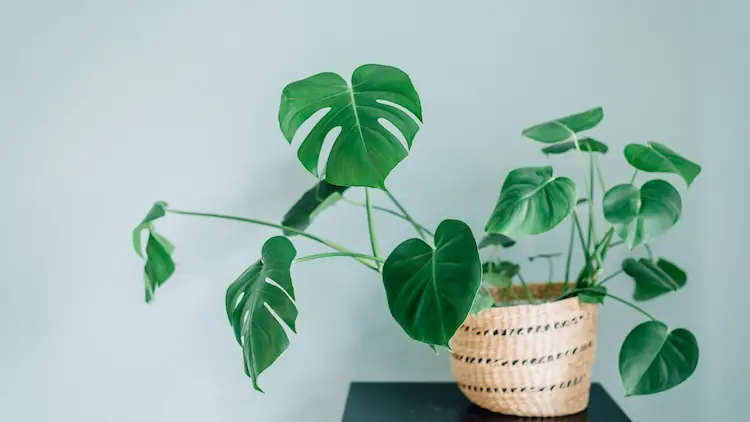 Monstera Albo Care