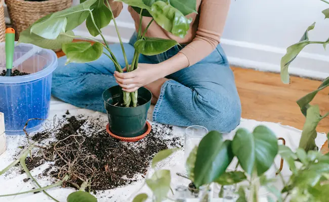 Monstera Albo Care Guide: Everything I Wish Someone Had Told Me Before I Bought Mine 2 Monstera Albo Care