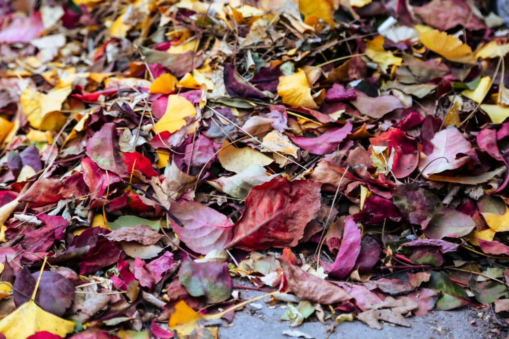 Best Mulch for Winter Plant Protection: A Zone-by-Zone Guide From My Own Yard 3 best mulch for winter plant protection