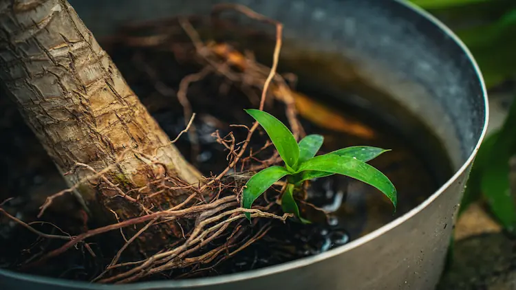 Propagate Plants in Water