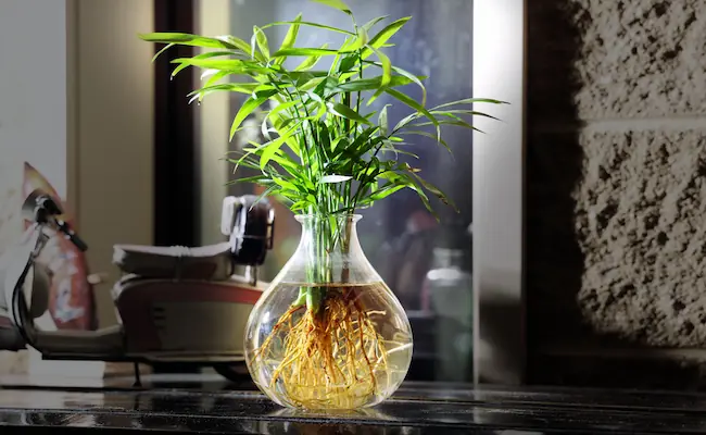 Propagate Plants in Water