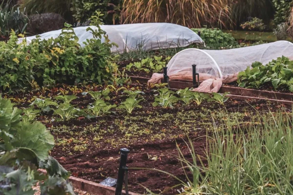 Best Frost Blanket for Plant Protection