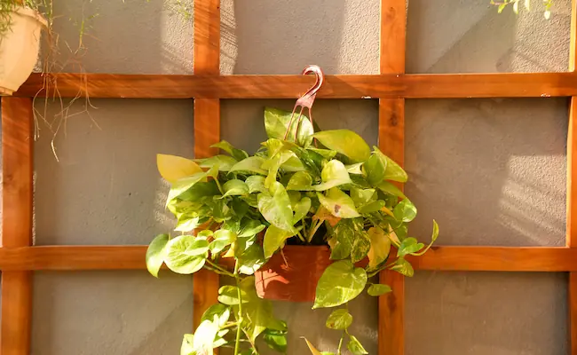 Pothos Plant Care: Everything I Wish Someone Had Told Me Before My First Plant 1 Pothos Plant Care