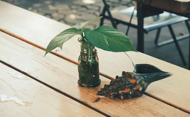Pothos Plant Care: Everything I Wish Someone Had Told Me Before My First Plant 2 Pothos Plant Care guide