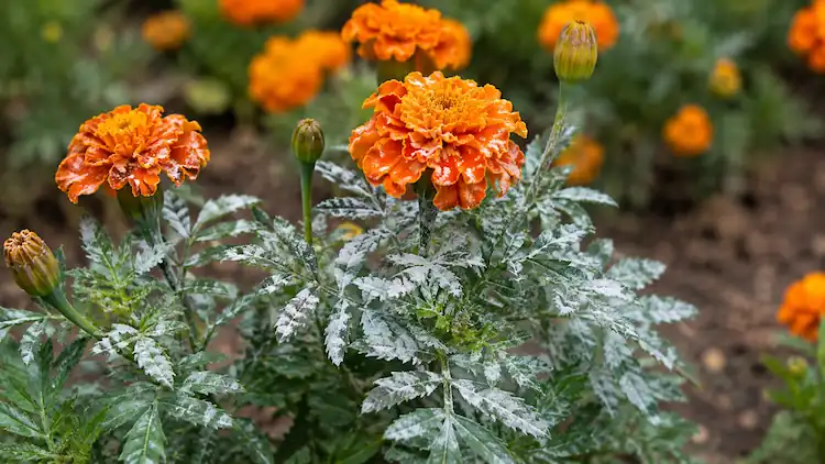 how to treat powdery mildew on marigolds naturally
