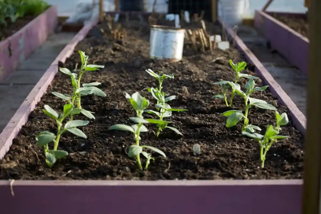 How to Winterize Raised Garden Beds the Right Way 2 How to Winterize Raised Garden Beds