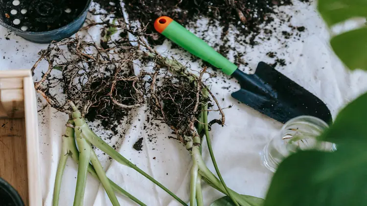 Root Rot in Houseplants
