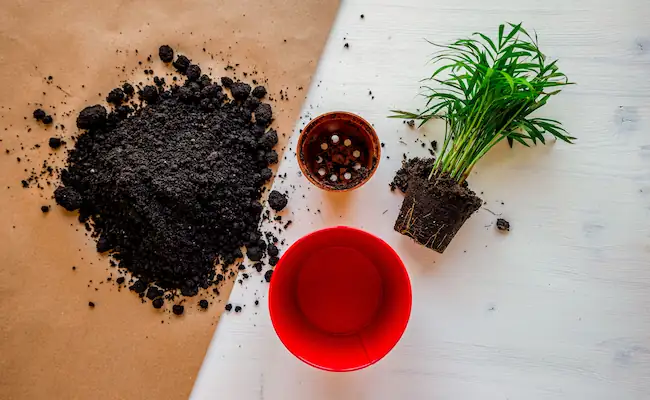 Root Rot in Houseplants: How to Actually Fix It, Not Just Read About It 2 Root Rot in Houseplants