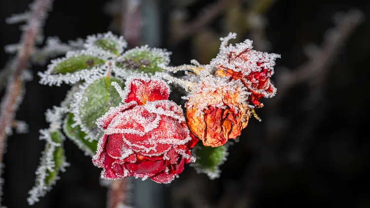 Winterize Roses in Cold Climates