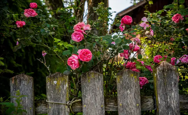 How to Winterize Roses in Cold Climates: A Complete Guide From Frost to Spring 2 Winterize Roses in Cold Climates
