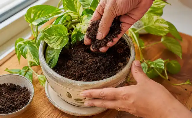 how to use worm castings as fertilizer inside house